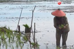 DPRD sebut Seruyan alami keterlambatan masa tanam padi