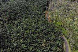 Peremajaan sawit bantu tingkatkan ketahanan industri sawit