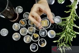 Daun johar diteliti BRIN sebagai obat baru untuk penyakit malaria