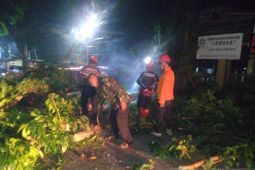Petugas gabungan evakuasi pohon tumbang yang tutup jalan raya di Neglasari Sukabumi