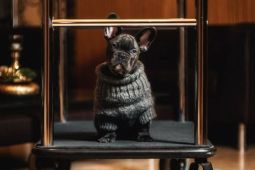 Hotel dan Villa Pet Friendly wajib dikunjungi saat liburan tahun baru di Indonesia