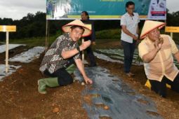 Pj Gubernur: Kabupaten Dairi mampu  jadi lumbung pangan di Sumut