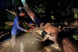 Tiga pohon tumbang akibat hujan disertai angin di Solear Tangerang