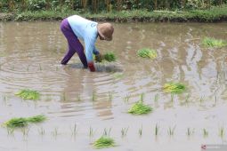 Memacu produksi pangan di tengah terpaan  El Nino