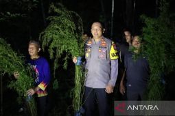 Polisi temukan lima hektar lahan ganja di Mandailing Natal