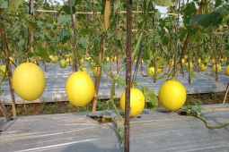 Panen melon golden, petani di Lebak raup keuntungan