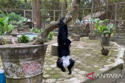 Anak siamang di Taman Rimbo Jambi mulai belajar memanjat