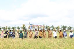 Kadis Pertanian HSU apresiasi petani Tampakang berhasil panen saat kemarau