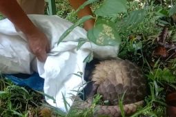 BKSDA terima satwa dilindungi dari warga Lubuk Basung Agam