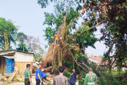 Jalan Raya Rangkasbitung - Bogor tertutup akibat pohon tumbang