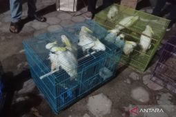 Perburuan liar satwa dilindungi adalah kejahatan serius