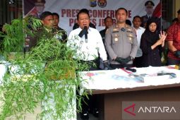 Polres tangkap warga Jember tanam ganja di pekarangan rumah