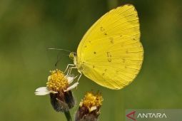 Yellow butterflies "invade" Balangan District