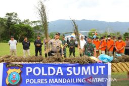 Ratusan hektare lahan ganja kembali ditemukan di Mandailing Natal