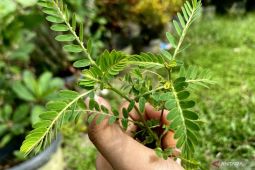 Mengenal  manfaat meniran bagi kesehatan tubuh