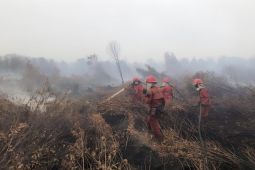 BRIN: Kegiatan antropogenik picu karhutla