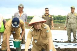 Penanaman Kentang di KPT Hariara Pintu