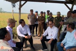 Kementan jadikan Sumsel sebagai lumbung pangan nasional