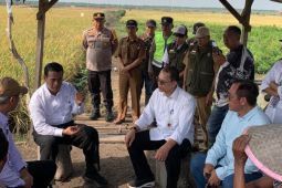 Mentan minta aparat penegak hukum  tangkap oknum yang bermain-main dengan  pupuk subsidi