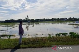 514,97 ha sawah petani di Aceh Barat terendam banjir
