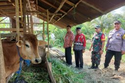 Disbunnak Tabalong terapkan aplikasi "Si Sapi Manis" mudahkan inseminasi ternak