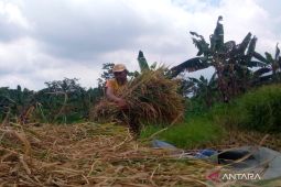 Kuningan terapkan program strategis jaga pertanian produktif