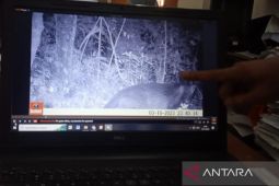 Ada indikasi tiga macan tutul baru berada di Gunung Ciremai