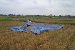 BPS catat produksi padi di Jambi naik periode Januari-September 2023