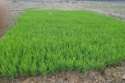 Petani "Banua Anam" Kalsel siap tanam