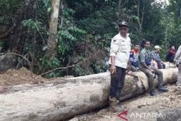 KLHK bekukan izin penatausahaan hasil hutan di Nagan Raya, dilarang tebang pohon
