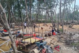 Polisi Bangka Barat tertibkan tambang liar di kawasan bakau Belolaut