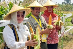 Kementerian Pertanian kembangkan tanaman pangan tahan cuaca ekstrem