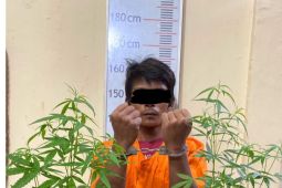Polres Langkat tangkap pemilik dua batang pohon ganja