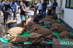 Polres Jembrana gagalkan upaya penyelundupan 19 ekor penyu hijau