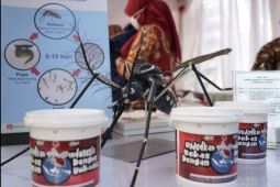 UGM: Bakteri Wolbachia hanya dapat hidup di dalam sel tubuh serangga