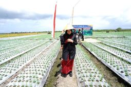 Pemkab Banyuwangi dorong petani bawang gunakan "light trap" serangga