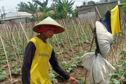 Penuhi kebutuhan pasar, petani Lebak kembangkan sayuran dataran rendah