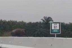 Gajah liar melintas di Jalan Tol Pekanbaru-Dumai