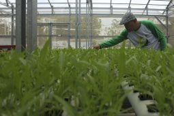 BPS: Pertanian di perkotaan "urban farming"  menggeliat di Sumut