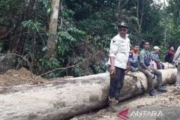 Tim Gakkum KLHK periksa pemilik PHAT di Nagan Raya, diduga terkait penebangan pohon