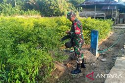 Dukung program ketahanan pangan, Kodim Ambon lakukan pendampingan terhadap petani