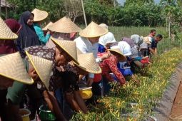 Maluku luncurkan Gerakan Nasional Pengendalian Inflasi Pangan 2023