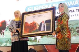 Pasok kebutuhan daerah lain, Jatim capai swasembada daging