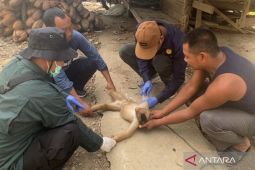Mukomuko ambil sampel darah puluhan hewan cegah rabies
