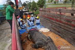 BKSDA Kaltim pindahkan "Riska" dan dua buaya lain dari penitipan ke Tabang Zoo
