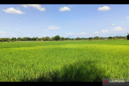 Bioteknologi solusi teknologi pertanian hadapi cuaca buruk