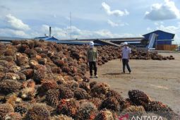 Bidang usaha perkebunan dominasi penyaluran CSR di Kalbar Rp44,39 miliar