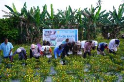 Kelompok Usaha Cahaya binaan PLN Maluku panen raya cabai