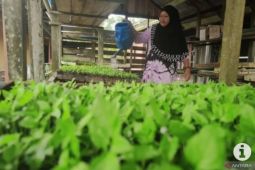 Kalsel kemarin, Tapin bangun indsutri cabai hingga 1.600 CJH diberangkatkan