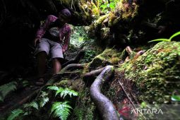 Indonesia bersama Brasil dan Kongo bermitra atasi deforestasi